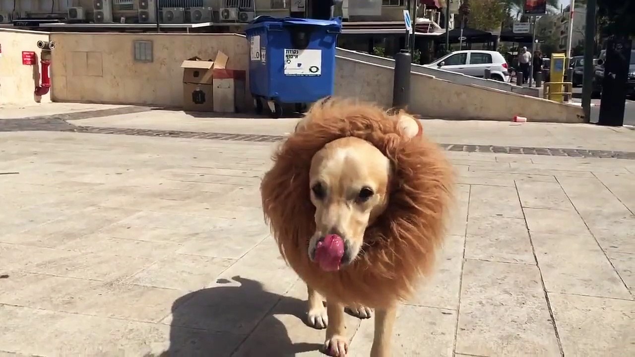 Acapella street music - The lion sleeps tonight