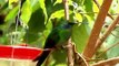 Amazing hummingbirds - Costa Rica