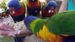Papageien füttern Tag 95 - Australien - Work and Travel - Backpacking - Travelvlog