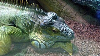 A very large green iguana.