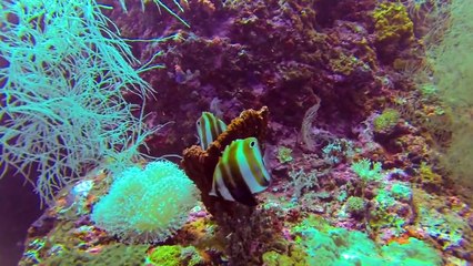 [Scuba GoPro HD] Malapascua Island, Philippines