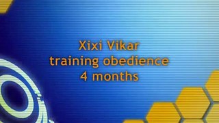 Xixi Vikar - obedience 7/2011