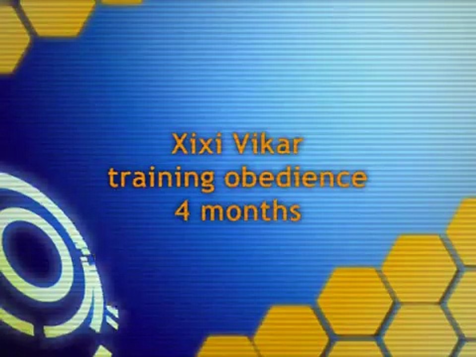 Xixi Vikar - obedience 7/2011