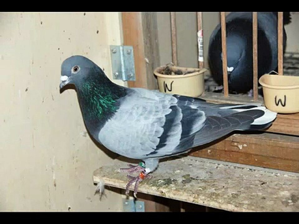 Danny's English Flying Tipplers