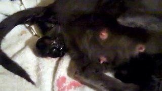 Cat has 7 kittens.wmv