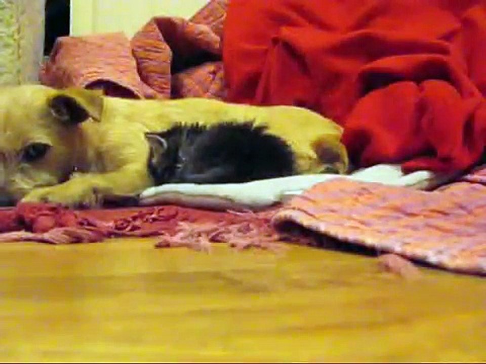 Please consider becoming a foster parent today - Please SUBSCRIBE (By Eldad Hagar)