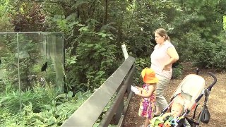 Meet Dixie the new River Otter at Prospect Park Zoo