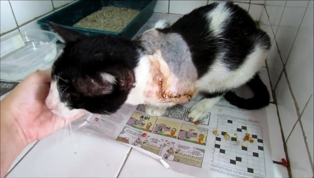 Jet Black - #261 - APÓS A AMPUTAÇÃO - ADOTADO!