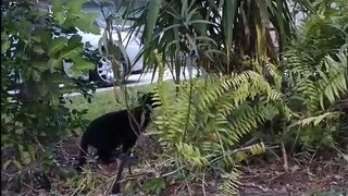 Black cat creeping