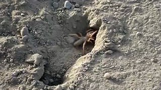 Camel Spider