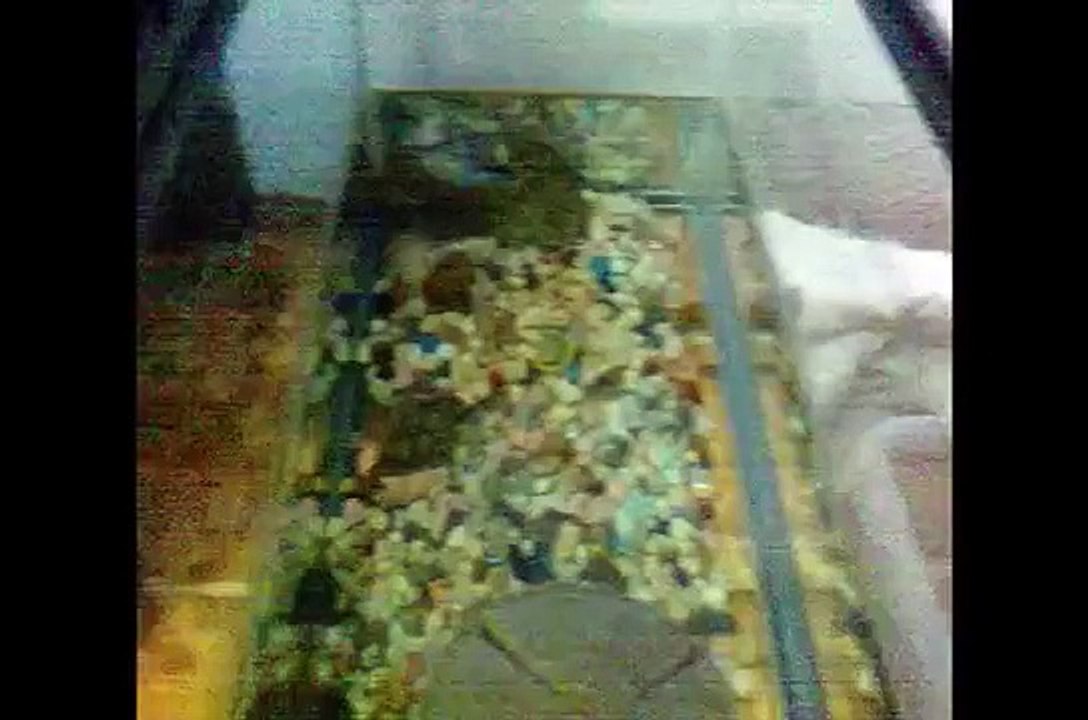 alimentación de tortugas de orejas rojas