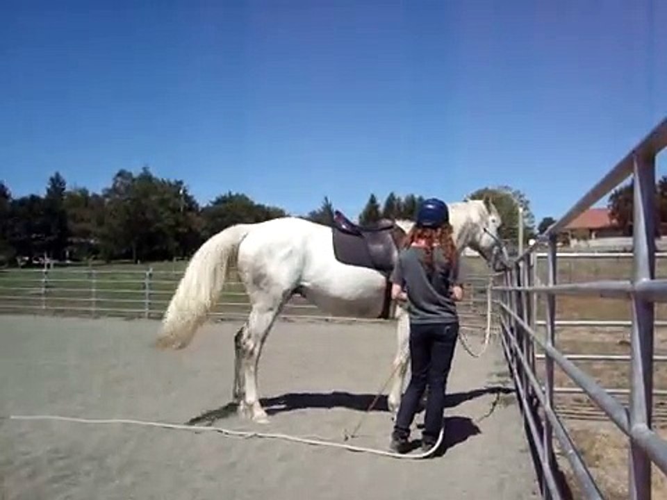 Bon Garcon - amazing horse for sale!