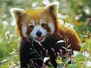 documental de animales en peligro de extincion