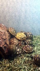 Little Tortoise Falls Onto His Back And His Friend's Help Him Back Up