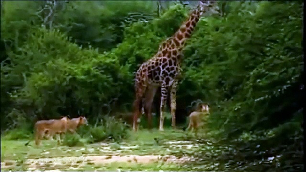 Leones vs Jirafa   Del documental Leones Hambrientos