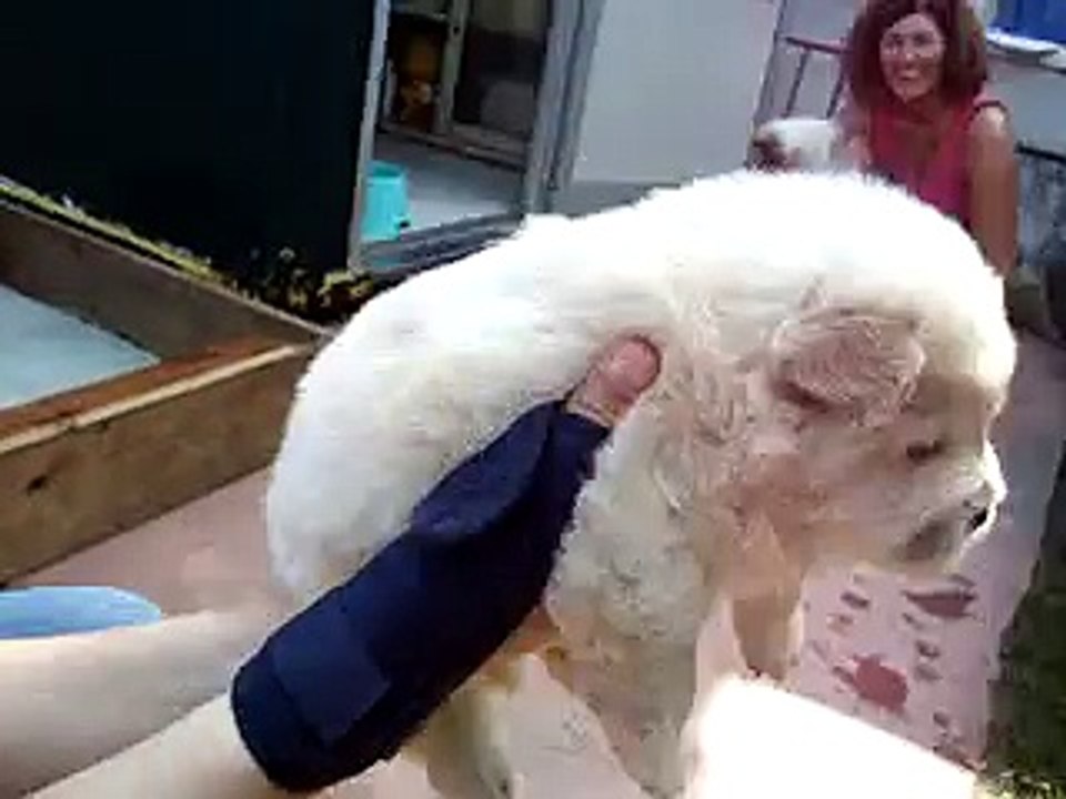 Yuki, cucciolo di chow chow