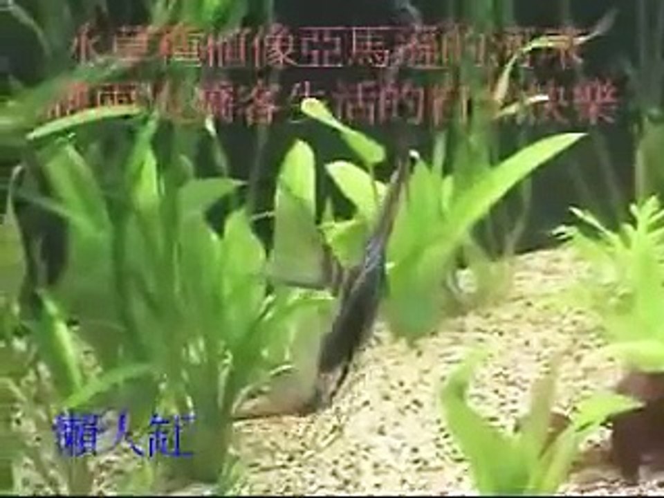 免換水魚缸養埃及神仙(生態魚缸毒物自動分解)