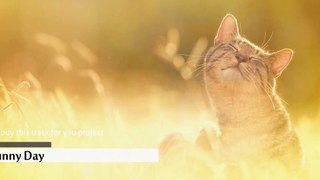 A Sunny Day (Royalty Free Electronic Background Music)
