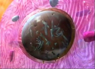 DNA - the language in which God has written us