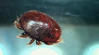 varroa