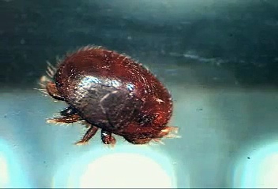 varroa