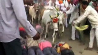 انڈیا میں ایک ایسا تہوار جس میں گائے نے کئی انسانوں کی جان لے لی