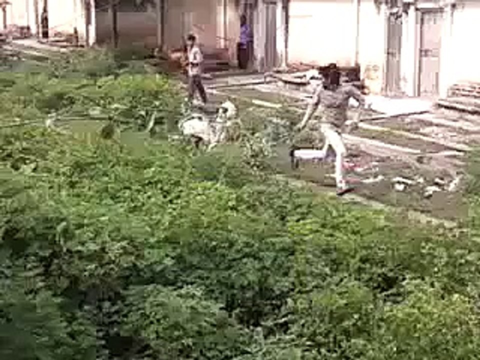 بکرے کی جاندار ٹکر