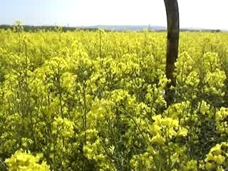 le lutin Cotyriaciens suite...