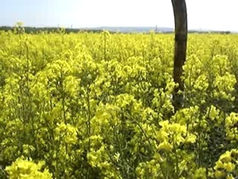 le lutin Cotyriaciens suite...