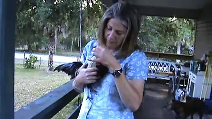 My pet Rooster, Jiminy Cricket