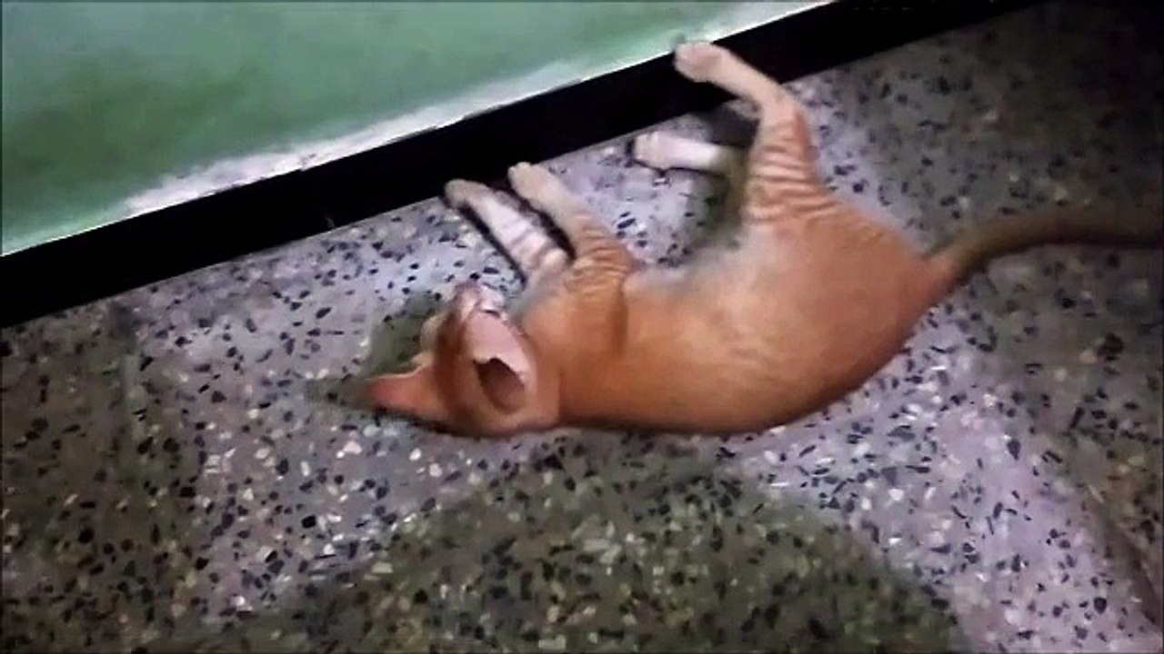 Cat Playing With Cockroach