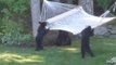 Baby Bears Stumbled on a Backyard Hammock