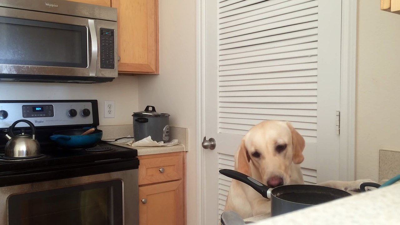 Dog Steals Food Like An FBI Agent, and Knows Double Check