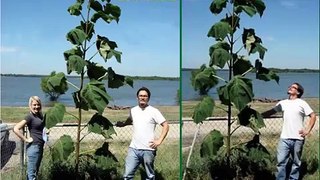 MINAG - Soluciones Verdes: Forestación con Kiri (Paulownia) - Convenio