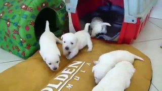 Filhotes de West Highland White Terrier Brasília Nascidos em 26/11/2012