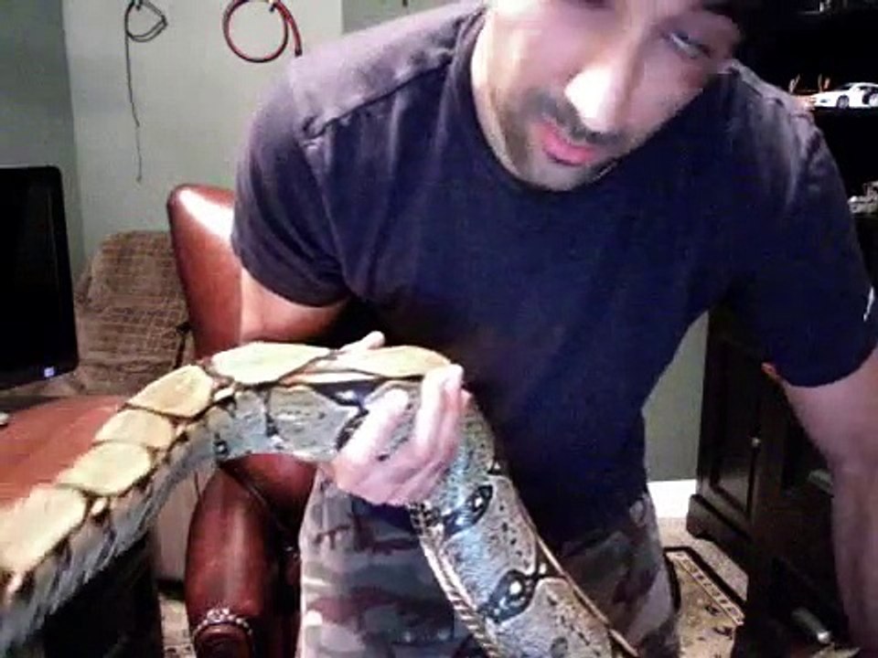 Peruvian red tail boa