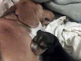 Cachorritos Beagle - 1 semana 3 dias de Nacidos