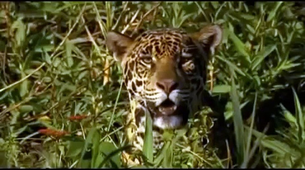 Ягуар против каймана-Jaguar vs caiman