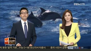 울산 앞바다에 연일 고래 출현…