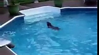 Wiener dog swimming in pool