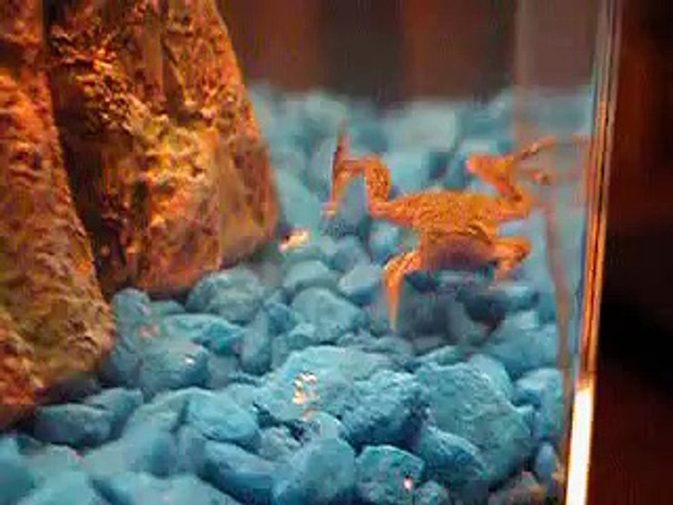 froGGz