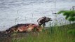 may 28 2014 17:29 - young Eagle eating Seal or Sea Lion carcass with a Turkey Vulture