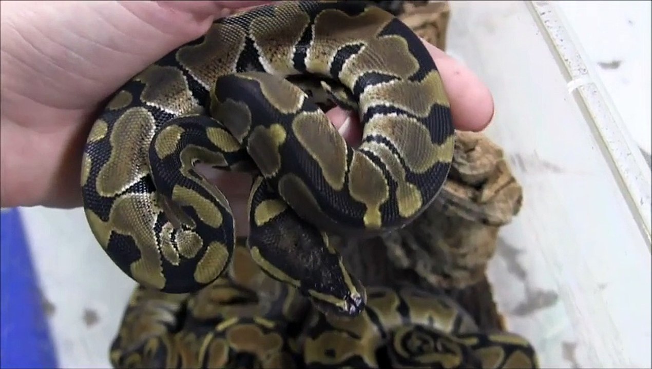 Baby USA CBB Ball Pythons