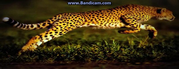 top ten most beautiful big cats (first one to comment is awesome)