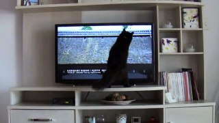 Felicia perplexed with a bird on TV