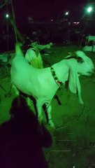 BAKRA MANDI ENTERANCE MID NIGHT YESTERDAY 2015