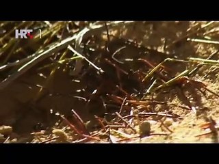 Svijet ljekovitog bilja - Crveni grm stiže u pomoć, Čaj koji liječi sve