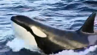 Wild Orcas