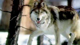 All About Grey Wolves