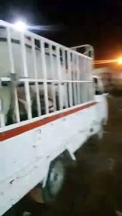 Sold out Jori in 4 lack Cow Mandi Karachi 2015